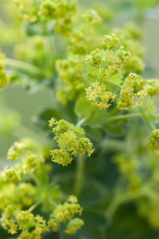 Alchemilla mollis