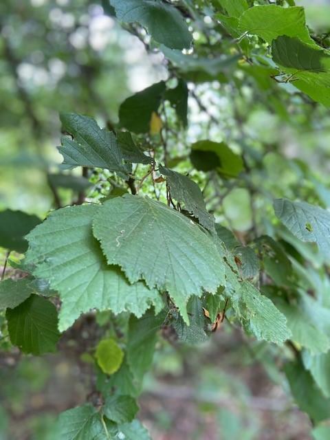 Corylus avellana