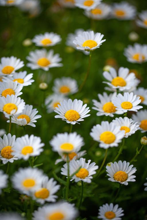Leucanthemum paludosum, 'Pure White'