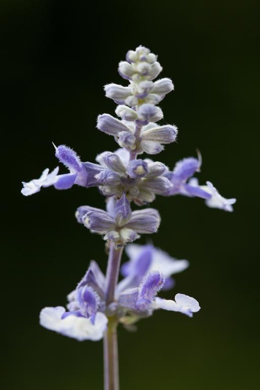 Salvia farinacea, 'Fairy Queen'