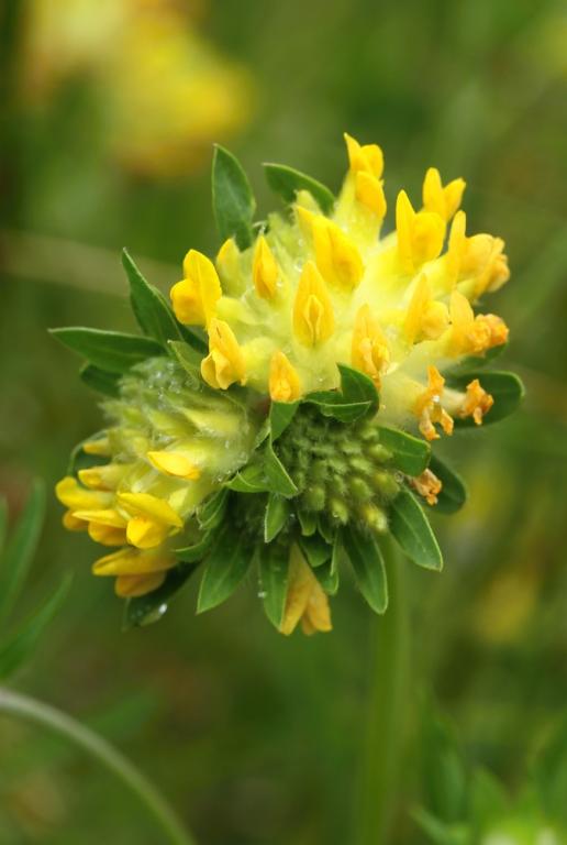 Anthyllis vulneraria