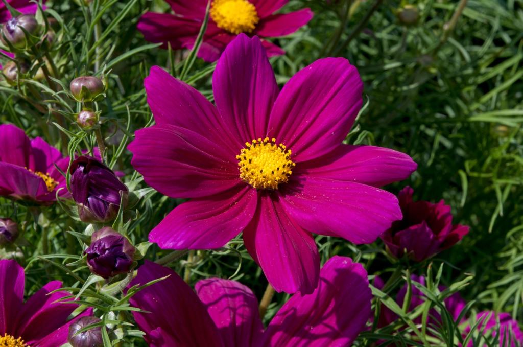 Cosmos bipinnatus, 'Sonata Carmine'