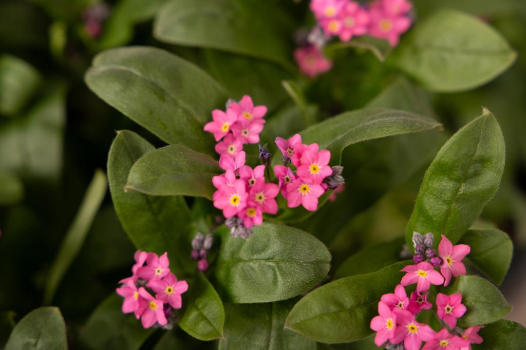 Myosotis sylvatica, 'Sylva Series', 'Rosylva'