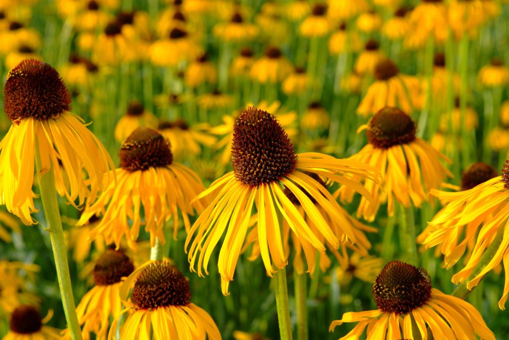Echinacea paradoxa
