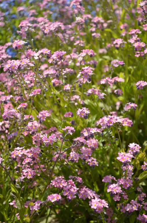 Myosotis alpestris, 'Rose'