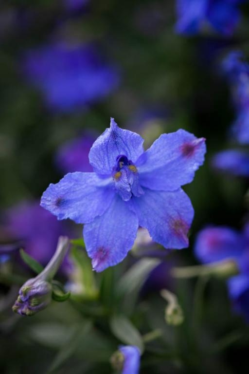 Delphinium chinensis, 'Blue Butterfly'