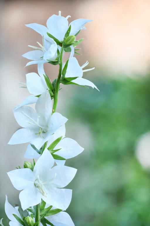 Campanula latifolia var. alba
