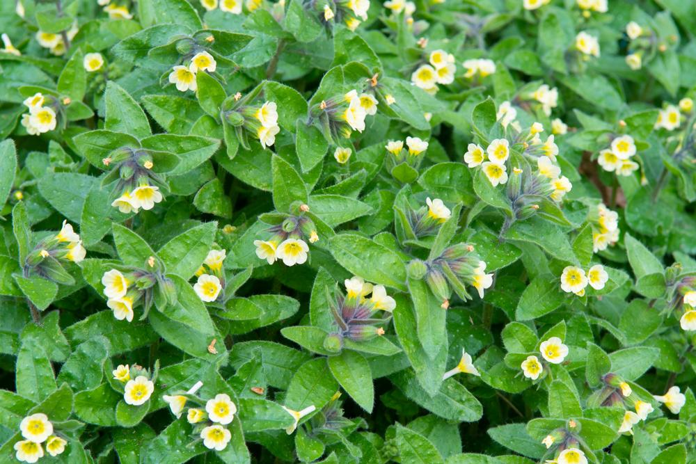Nonea lutea