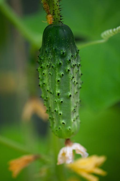 Gherkin, 'National Pickling'