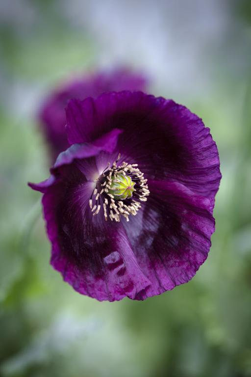 Papaver somniferum, 'Lauren's Grape'