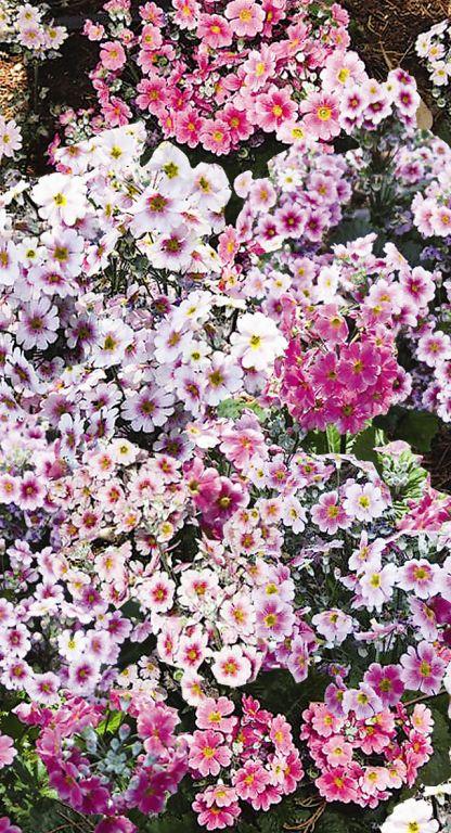Primula malacoides, Mixed Colours