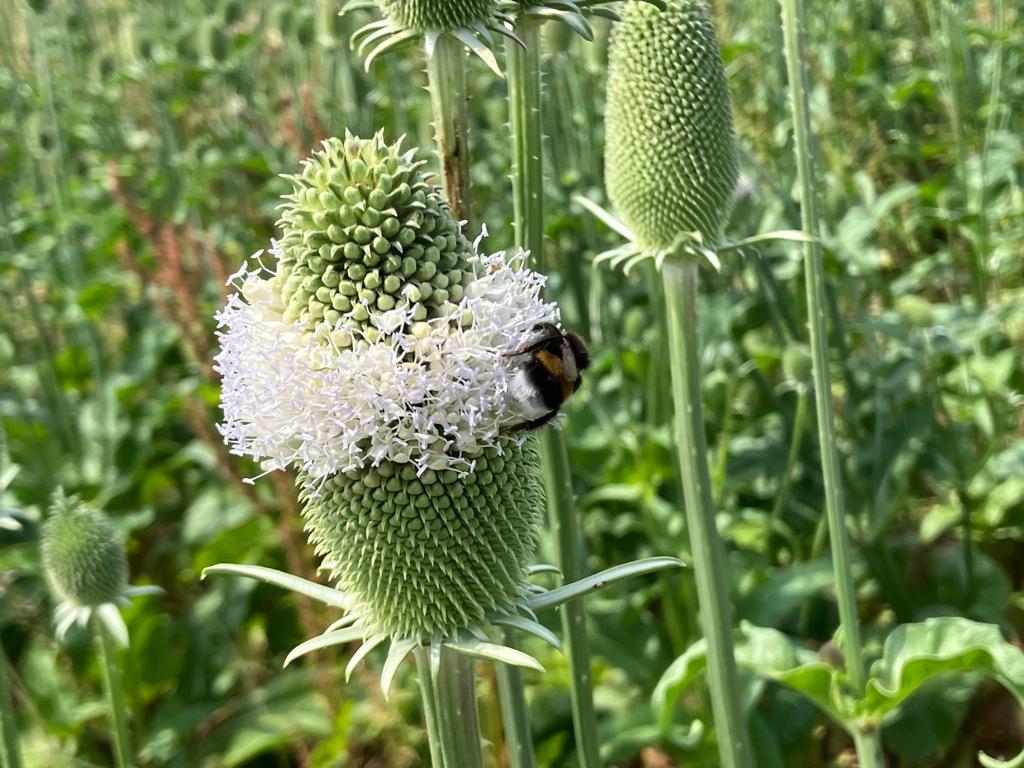 Dipsacus laciniatus