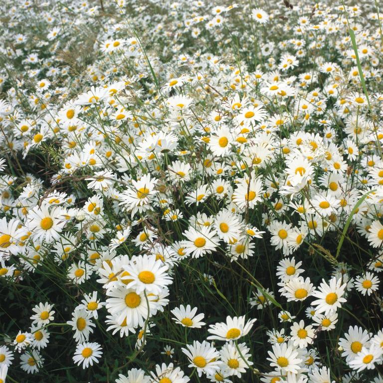 Chrysanthemum serotinum