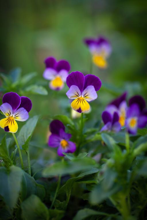 Viola cornuta, 'Johnny Jump-Up'