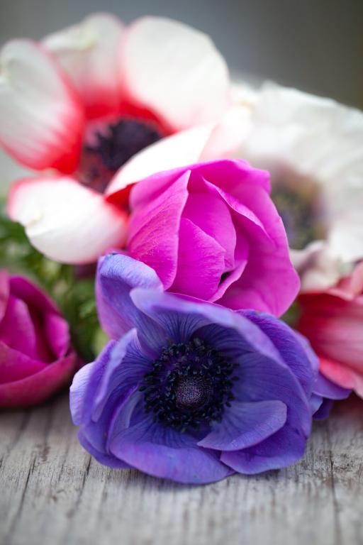 Anemone coronaria, 'Mona Lisa Mixture'
