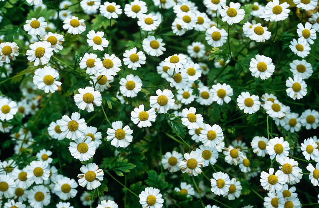 Chamomile