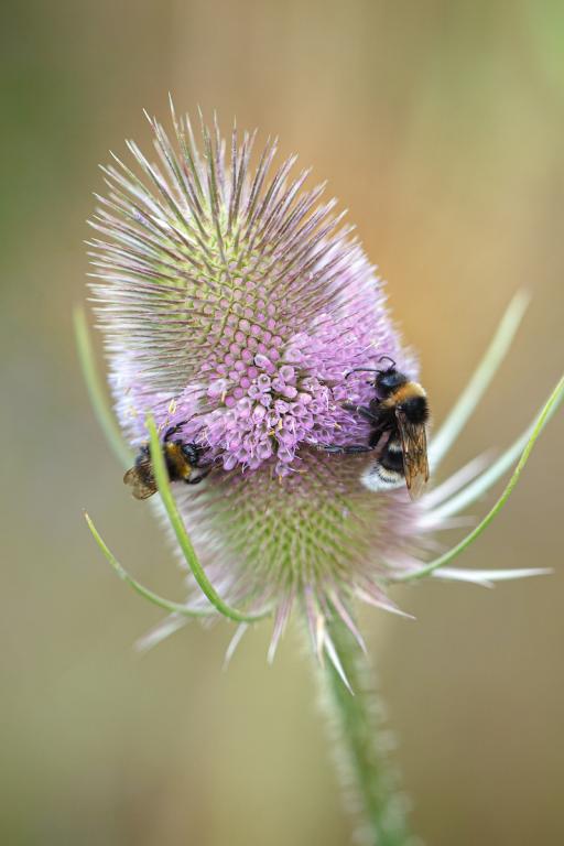 Dipsacus fullonum