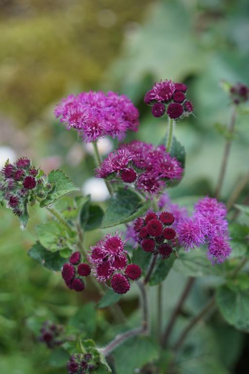 Ageratum houstonianum, 'Red Flint'
