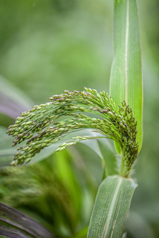 Panicum miliaceum violaceum