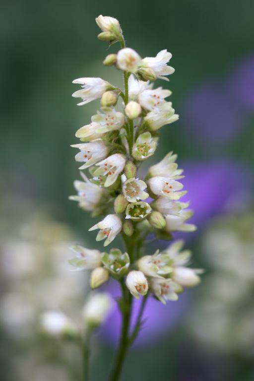Heuchera cylindrica, 'Greenfinch'
