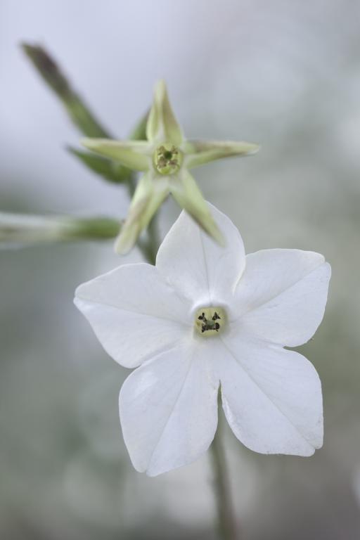 Nicotiana affinis