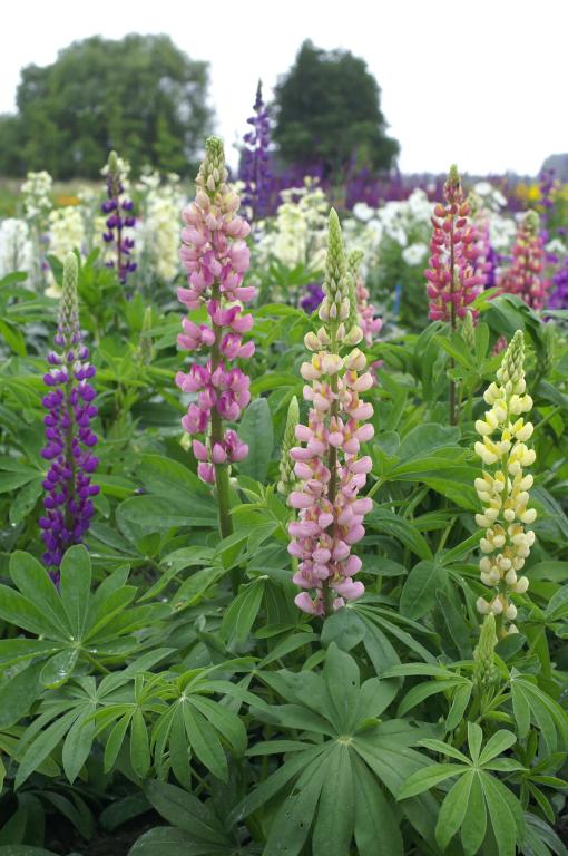 Lupinus polyphyllus, Formula Mixed