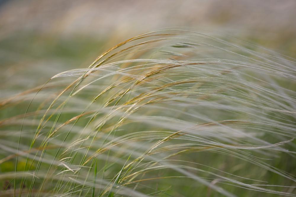 Stipa capillata, 'Lace Veil'