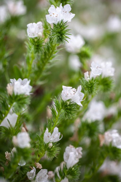 Echium vulgare, 'White Bedder'