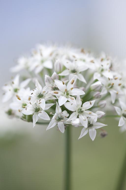 Garlic Chives