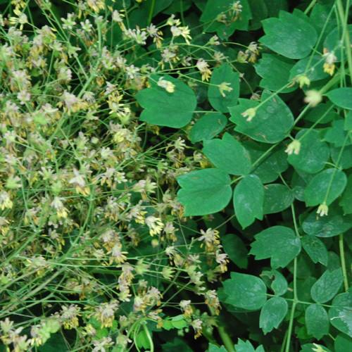 Thalictrum uchiyamae