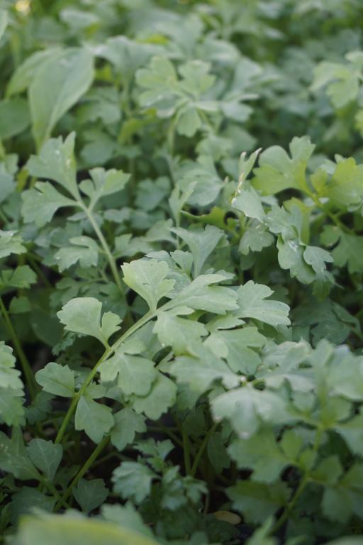 Cress Greek