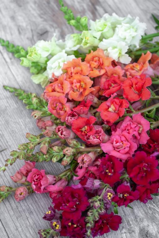 Antirrhinum majus, 'Madame Butterfly Mixed', F1 Hybrid