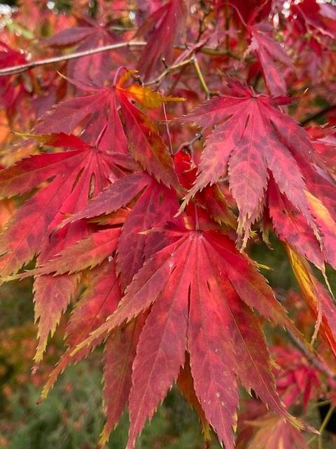 Acer palmatum, Mixed Varieties