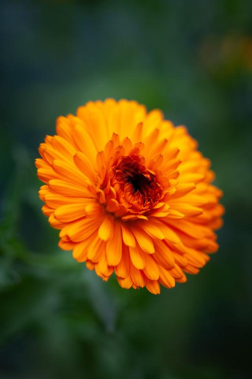Pot Marigold Calendula officinalis