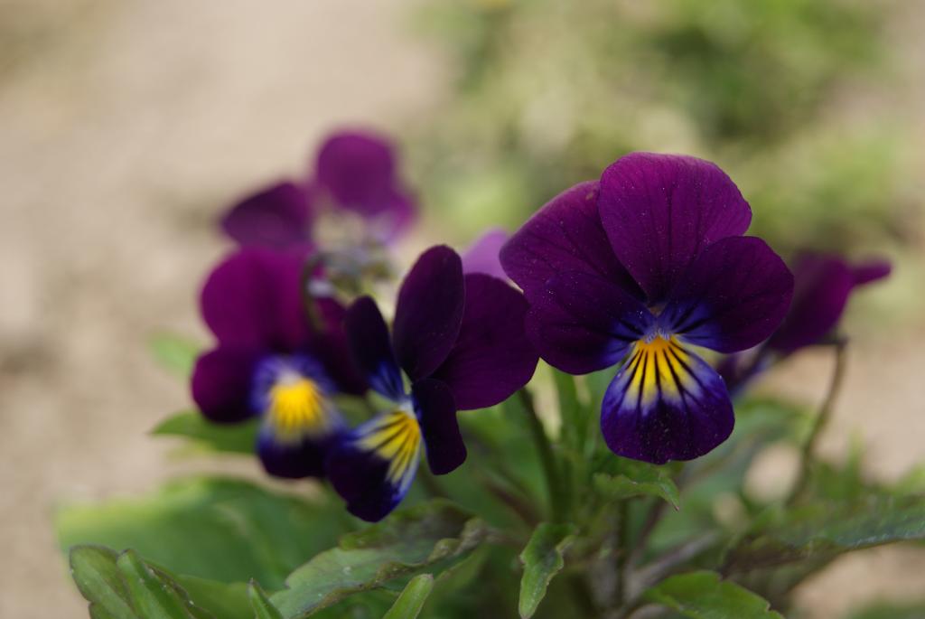 Viola cornuta, 'Prince Henry'