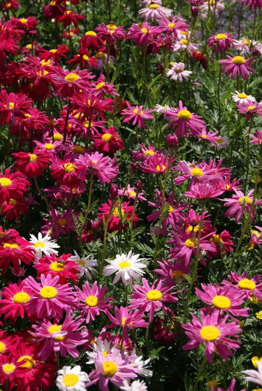 Chrysanthemum coccineum, 'Robinson's Giant Flowered' Mixed