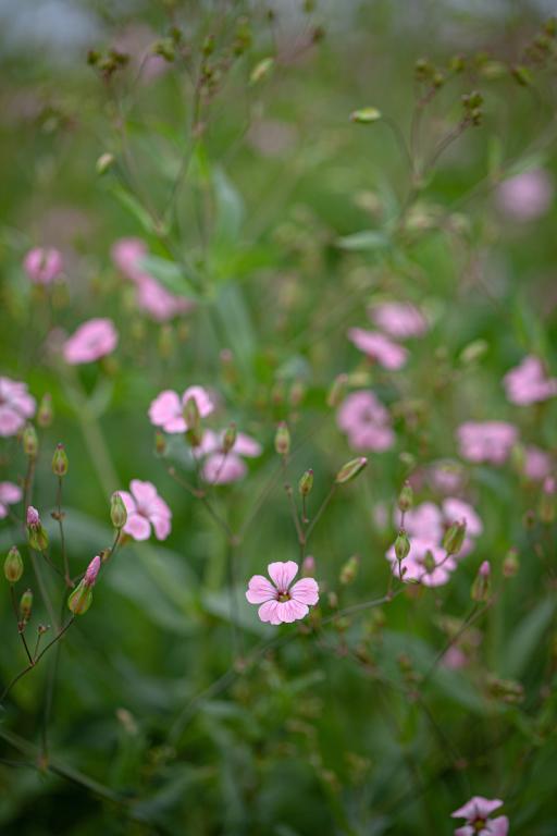 Vaccaria hispanica, 'Pink Beauty'