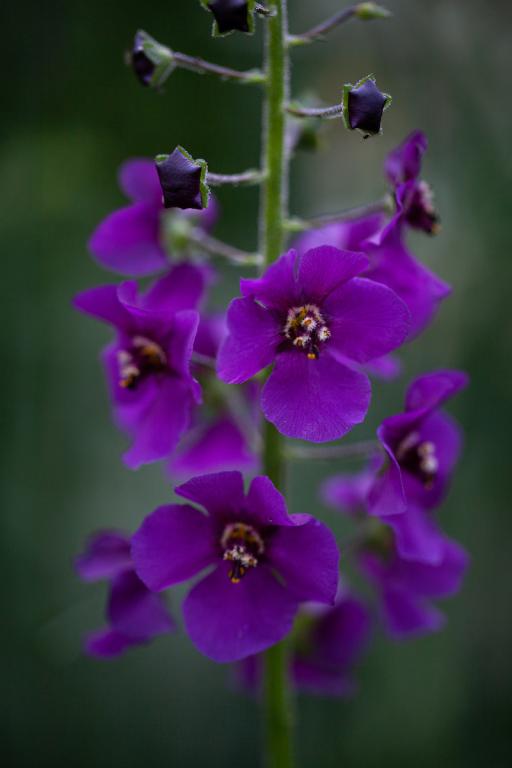 Verbascum phoeniceum, 'Violetta'