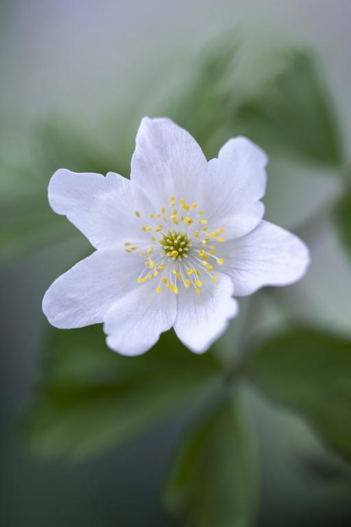 Anemone nemorosa