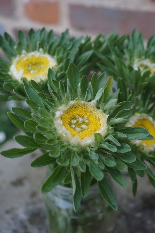 Callistephus chinensis, 'Hulk'