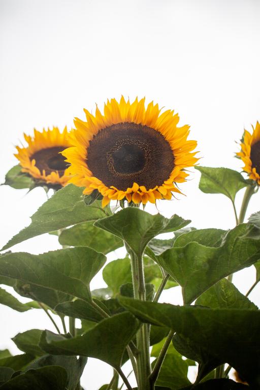 Helianthus annuus, 'Mongolian Giant'