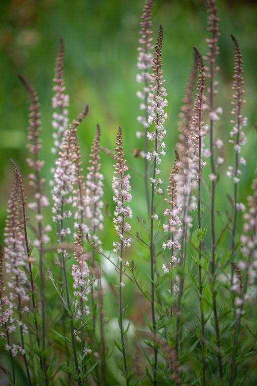 Linaria purpurea, 'Canon Went'