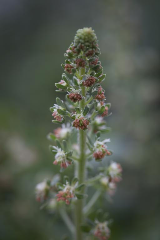 Reseda odorata, 'Ameliorata'