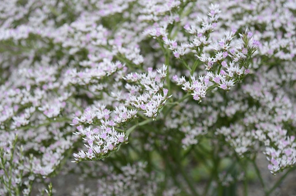 Limonium tataricum