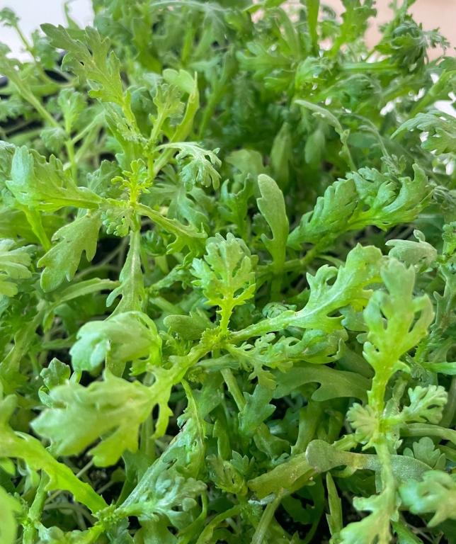 Chopsuey Greens 'Shungiku'