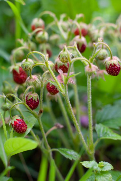 Musk Strawberry (Fragaria moschata)