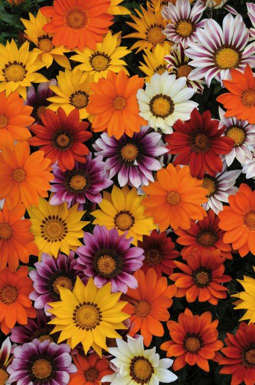 Gazania, 'New Day' Mixture, F1 Hybrid