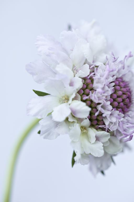 Scabiosa atropurpurea, 'Tall Double Flowered Mixed'