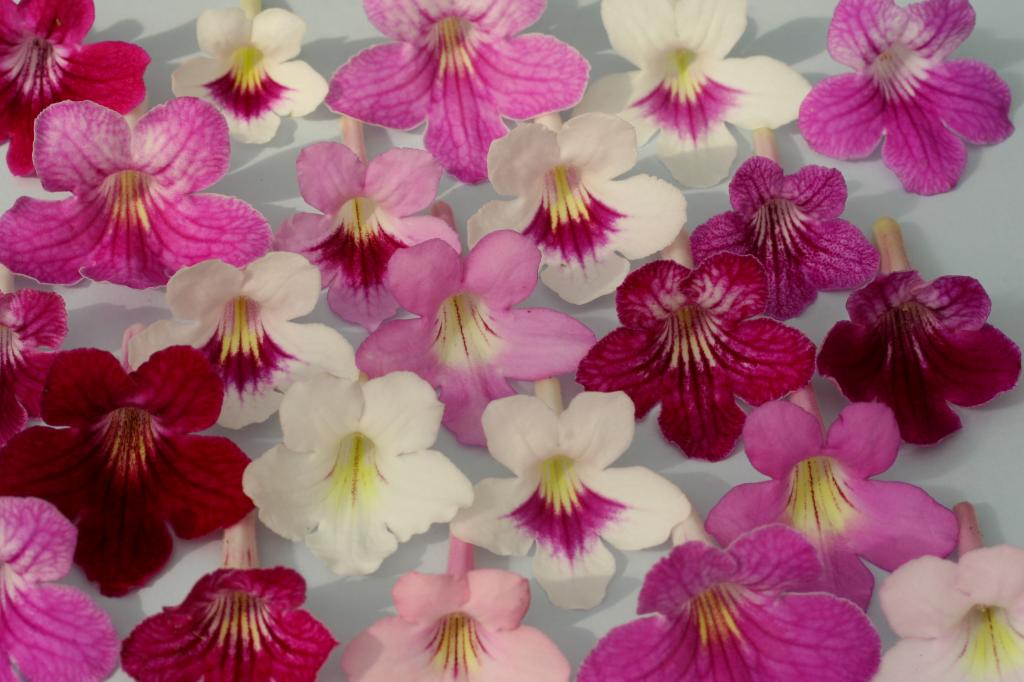 Streptocarpus, 'Dibley's Pink Bouquet', F1 Hybrid