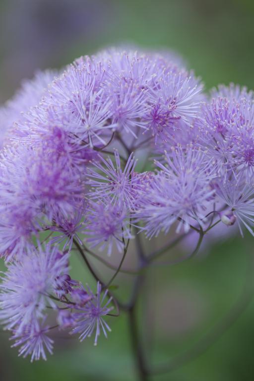 Thalictrum aquilegifolium